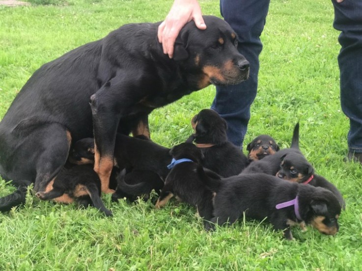  Beautiful Rottweilers Puppies