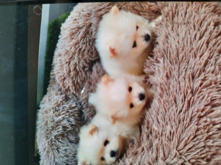 3 White  Pomeranians  Puppies