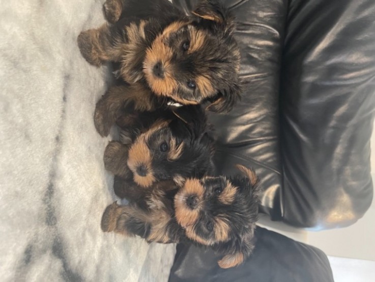 Teacup Yorkie Puppies Now Available