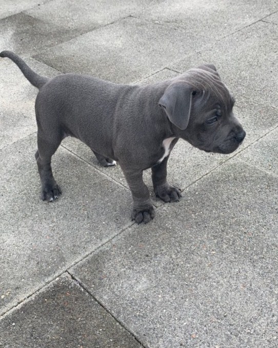 PUREBRED BLUE ENGLISH STAFFY PUPPIES