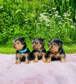  Yorkie Puppies Now Available