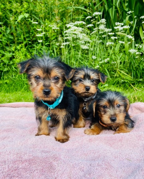  Yorkie Puppies Now Available