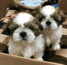 Registered Shih tzu puppies For Sale