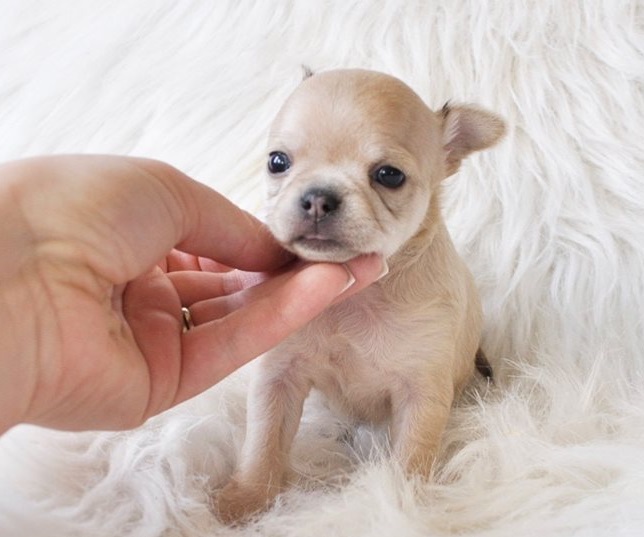 Lovely Miniature Chihuahua Puppies