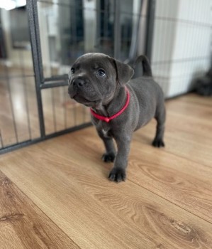 PUREBRED BLUE ENGLISH STAFFY PUPPIES