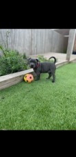 PUREBRED BLUE ENGLISH STAFFY PUPPIES