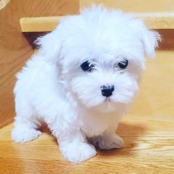  Maltese puppy