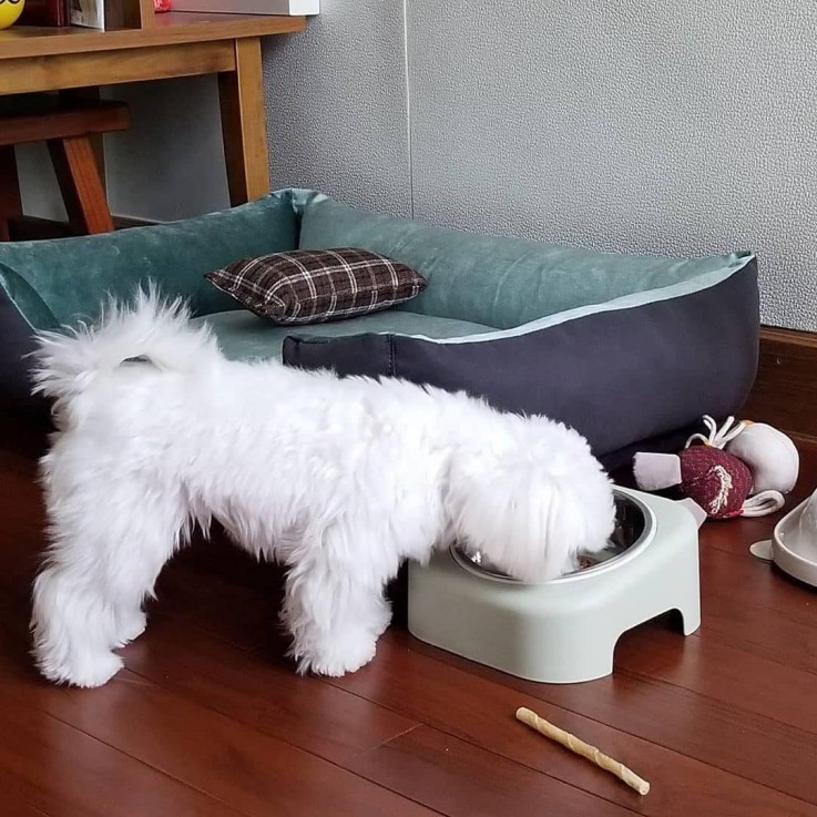  Maltese puppy