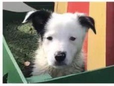 Border collie puppies available for sale