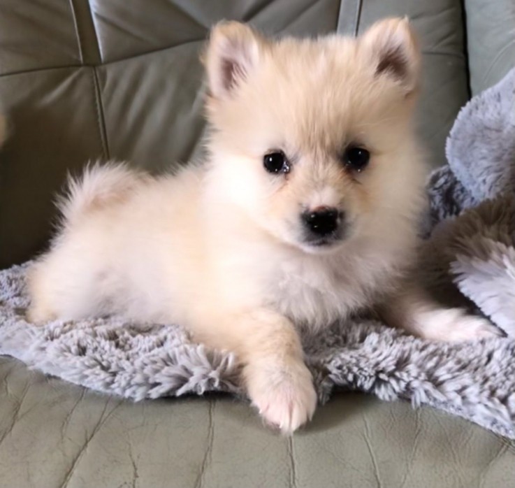 Pomsky Puppies for sale Now