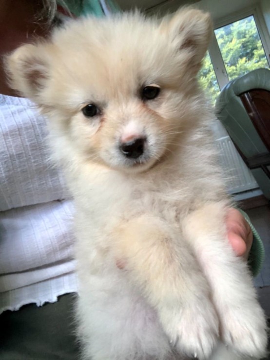 Pomsky Puppies for sale Now