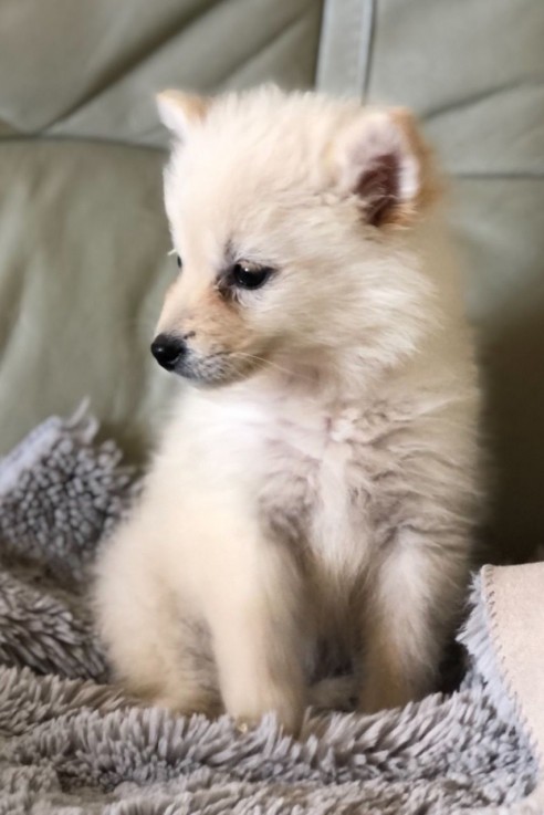 Pomsky Puppies for sale Now