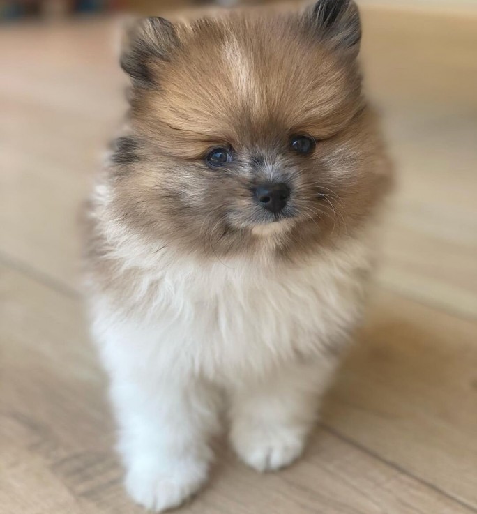 MINI TEACUP POMERANIAN