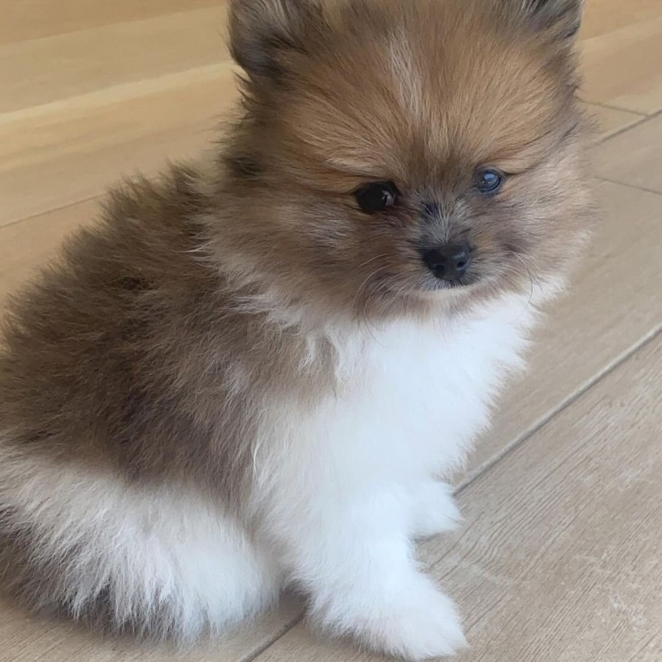 MINI TEACUP POMERANIAN