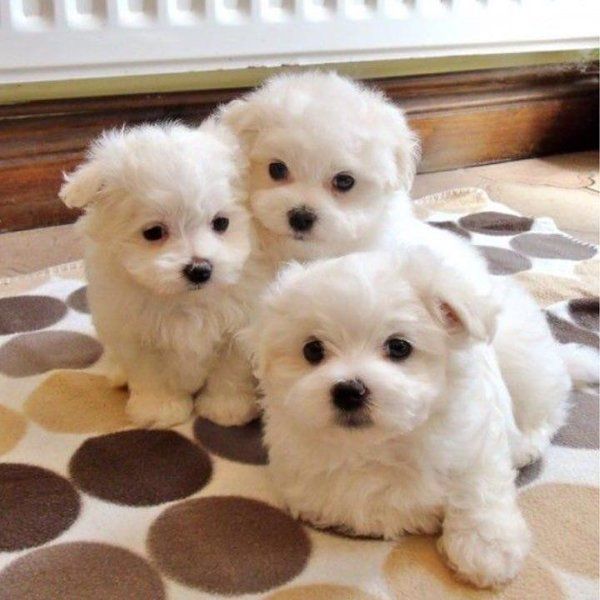 Pure breed male and female Maltese for a