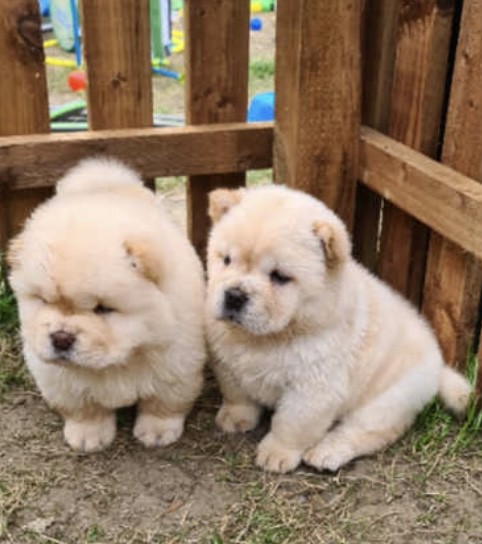 Chow Chow Puppies