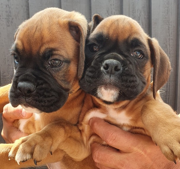 Boxer Puppies For Sale.