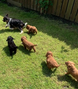 Stunning Cavapoos For Sale.