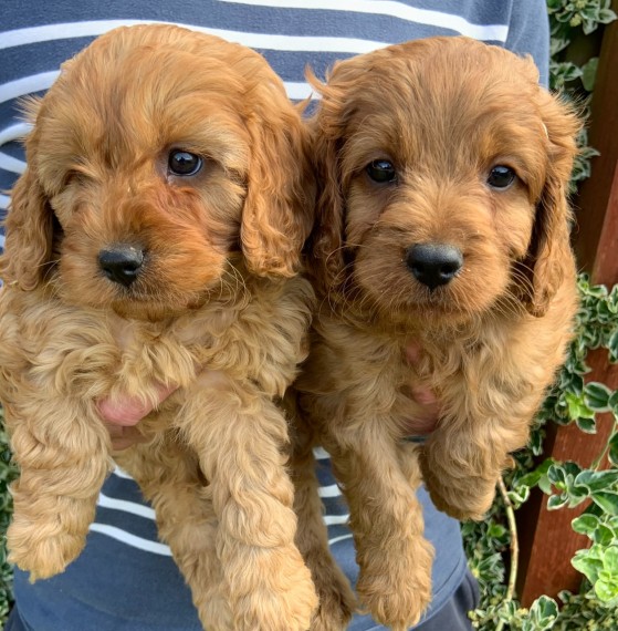 Stunning Cavapoos For Sale.