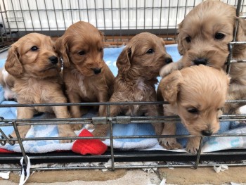 Cockapoos puppies 