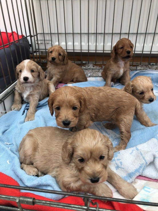 Cockapoos puppies 