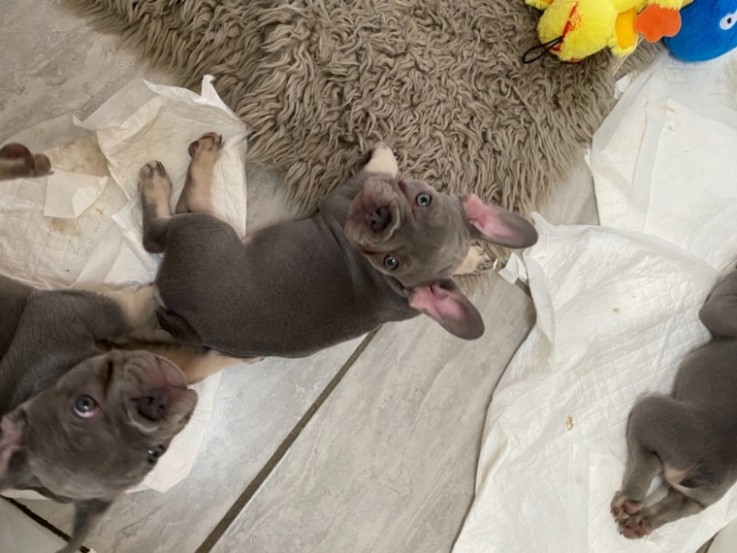 French Bulldog Puppies