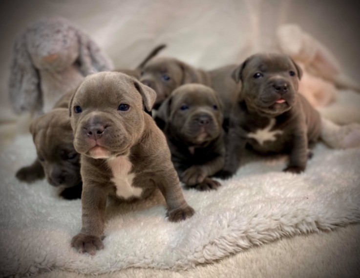 Blue Staffordshire Bull Terrier