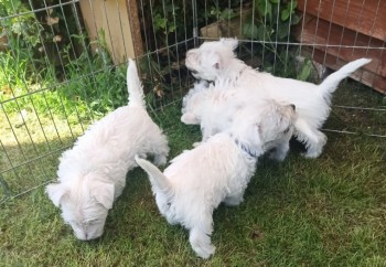 West Highland Terrier .