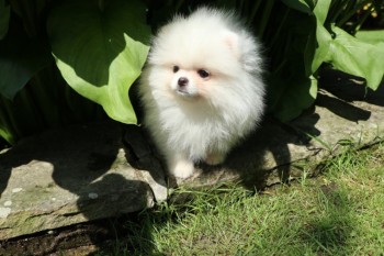 White Pomeranian