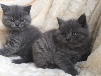 British Shorthair  kittens 