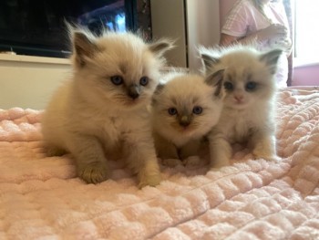 Ragdoll Kittens