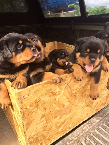 Rottweiler Puppies 