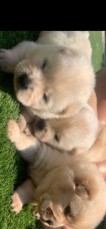 Chow Chow Puppies