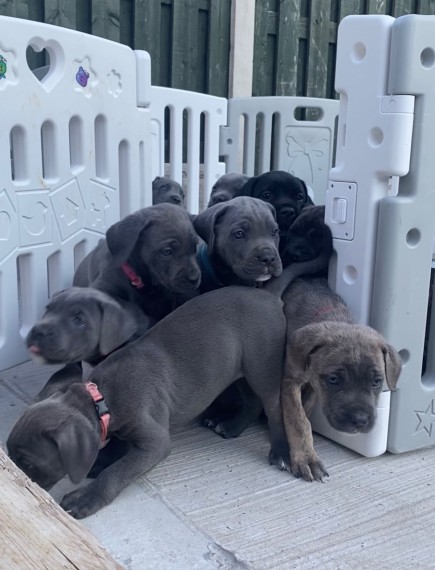 4 Stunning Cane Corsos For Sale