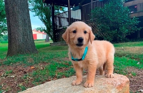 Golden Retriever puppies  for sale 