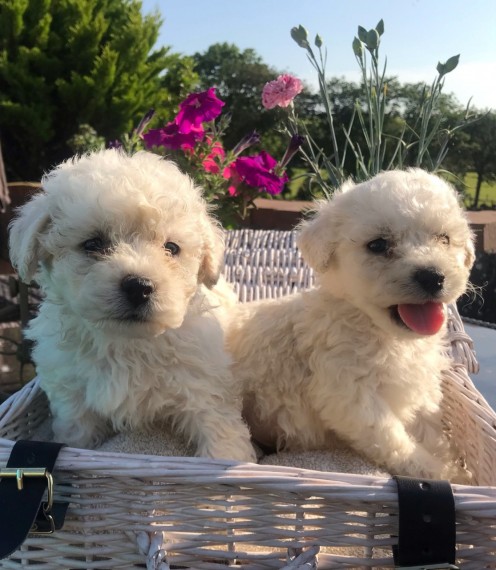 Adorable Bichon Frice Puppies 