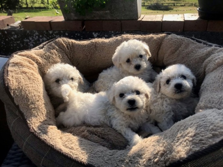 Adorable Bichon Frice Puppies 