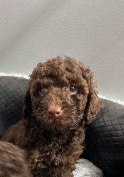 Toy Poodle puppies  for sale 