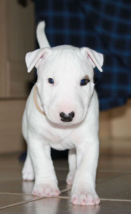 English Bull Terrier puppies  for sale 