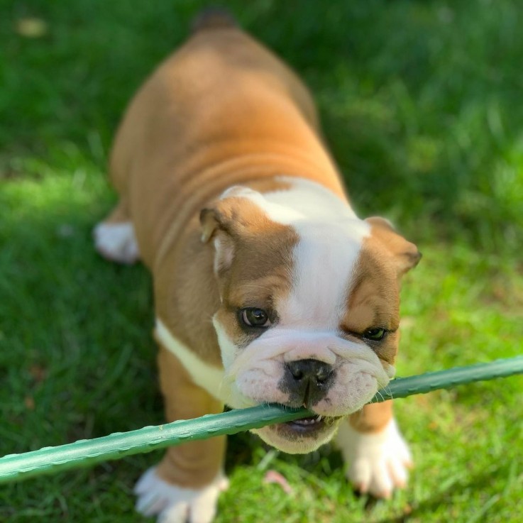 English Bulldog