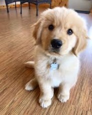  Adorable Golden Retriever puppies 