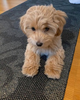 Super adorable Maltese Puppies