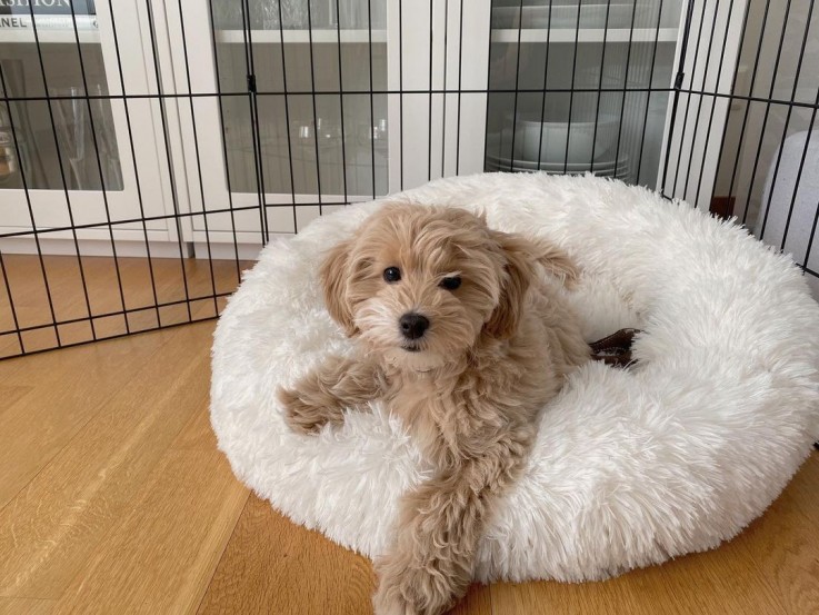 Super adorable Maltese Puppies