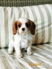 King Charles Cavalier Spaniel puppies