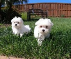 Cute Male & Female Maltese Pups