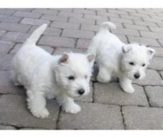 West Highland Terrier Puppies