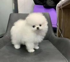 Beautiful outstanding Pomeranian Puppies