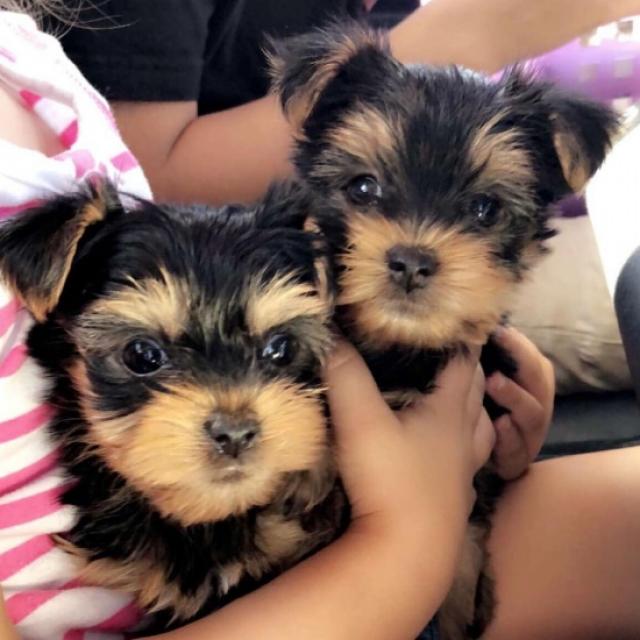 Yorkshire Terrier Puppies