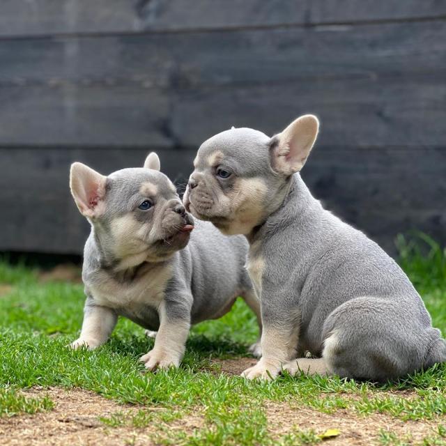 French bulldog puppies