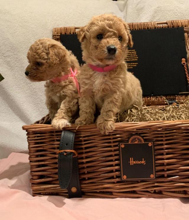 Cavapoo Puppies with all papers